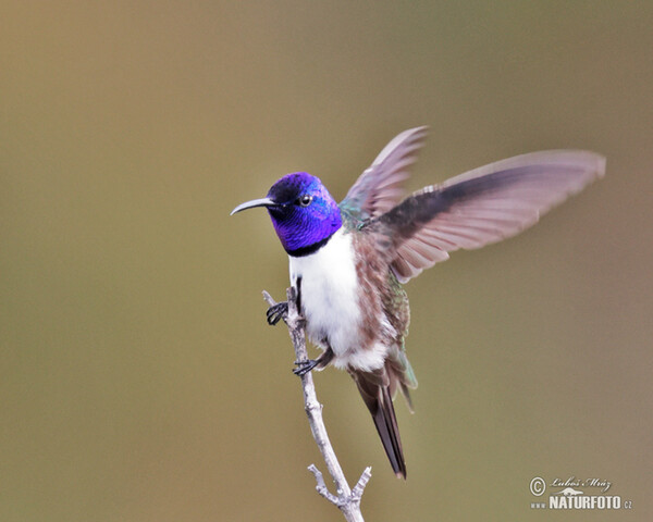 Purpurkopfkolibri (Oreotrochilus chimborazo)