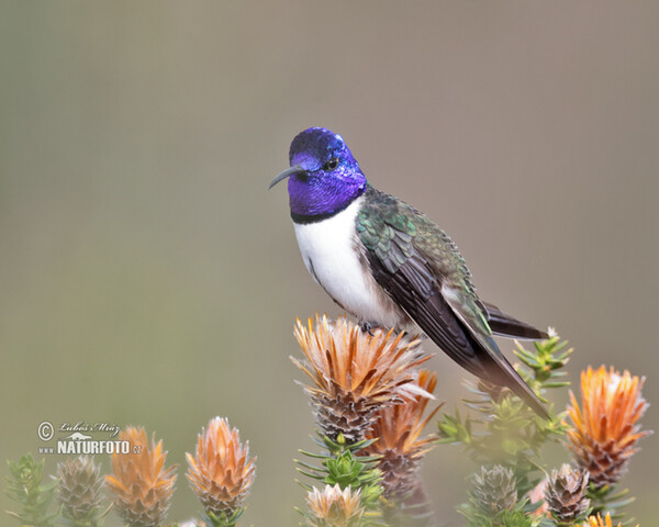 Purpurkopfkolibri (Oreotrochilus chimborazo)