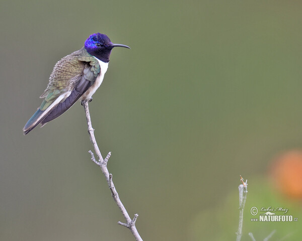 Purpurkopfkolibri (Oreotrochilus chimborazo)