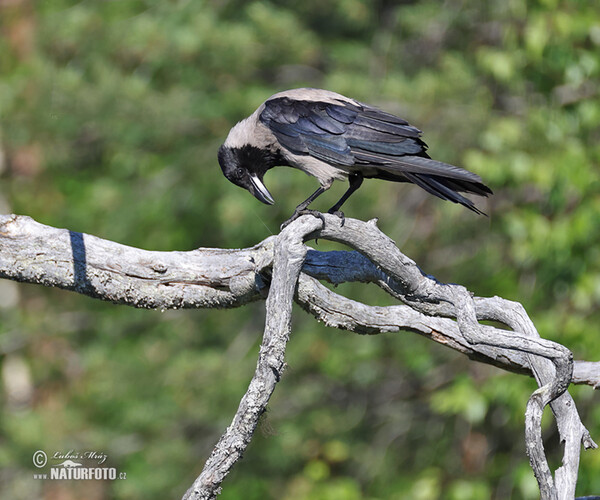 Rabenkrähe Nebelkrähe (Corvus cornix)