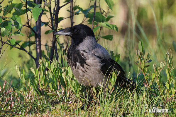 Rabenkrähe Nebelkrähe (Corvus cornix)