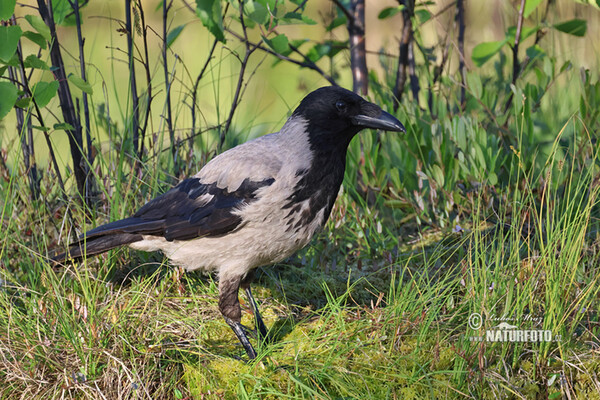 Rabenkrähe Nebelkrähe (Corvus cornix)