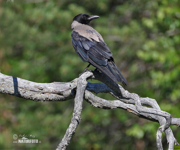 Rabenkrähe Nebelkrähe (Corvus cornix)