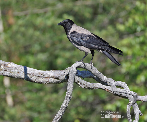 Rabenkrähe Nebelkrähe (Corvus cornix)