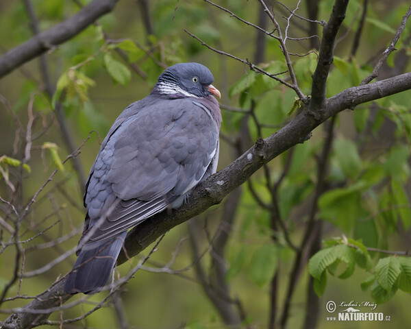 Ringeltaube (Columba palumbus)