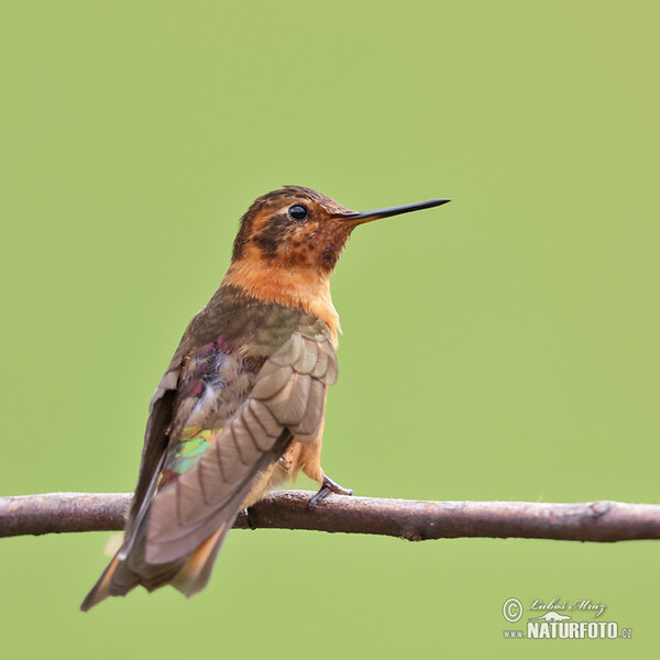 Rostkolibri (Aglaeactis cupripennis)