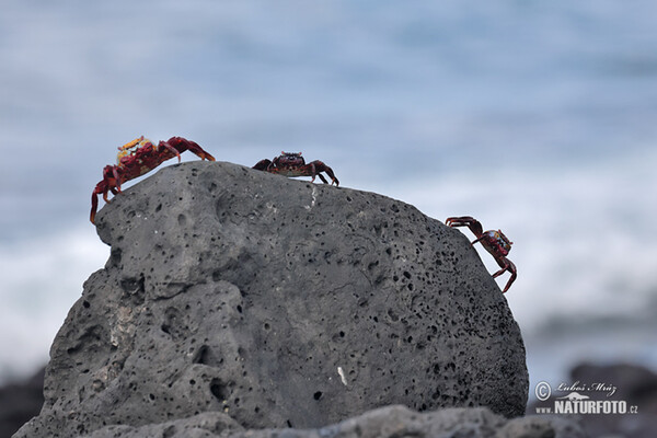 Rote Klippenkrabbe (Grapsus grapsus)