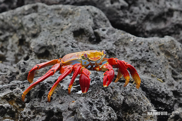 Rote Klippenkrabbe (Grapsus grapsus)