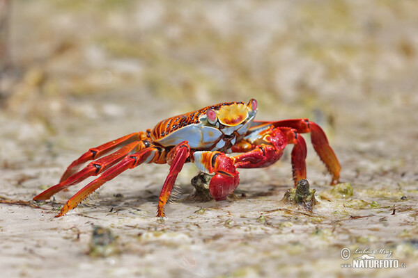 Rote Klippenkrabbe (Grapsus grapsus)