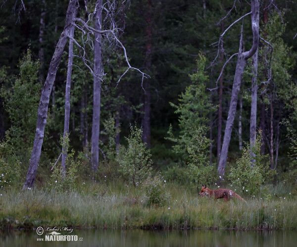 Rotfuchs (Vulpes vulpes)