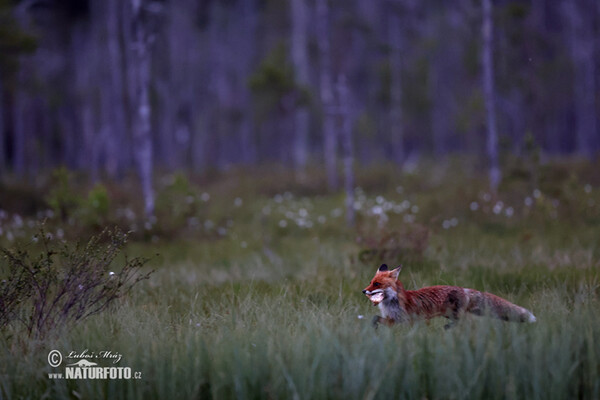 Rotfuchs (Vulpes vulpes)