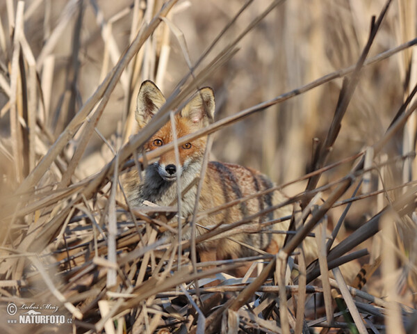 Rotfuchs (Vulpes vulpes)