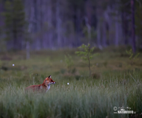 Rotfuchs (Vulpes vulpes)