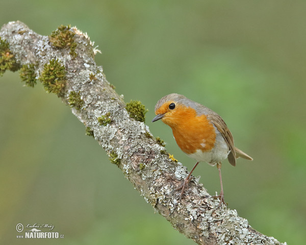 Rotkehlchen (Erithacus rubecula)