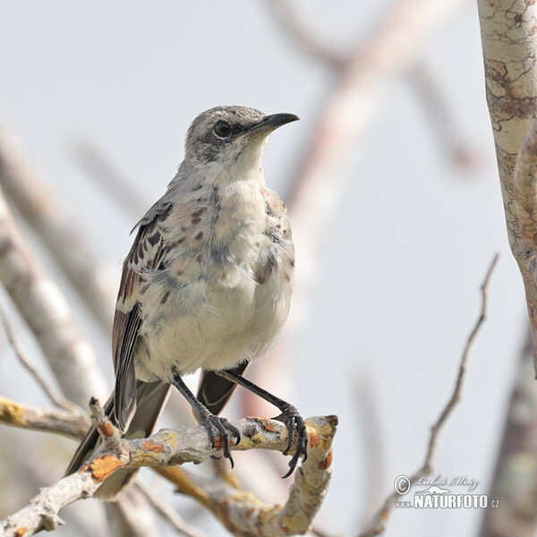 San-Cristóbal-Spottdrossel (Mimus melanotis)