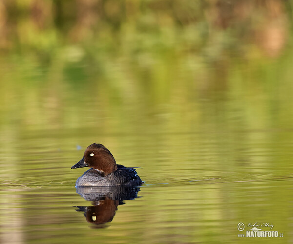 Schellente (Bucephala clangula)