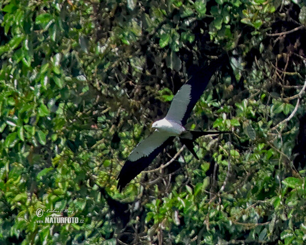 Schwalbenweih (Elanoides forficatus)