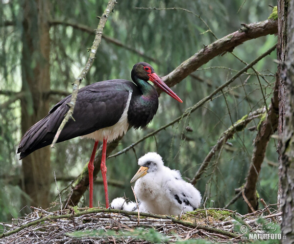 Schwarzstorch (Ciconia nigra)