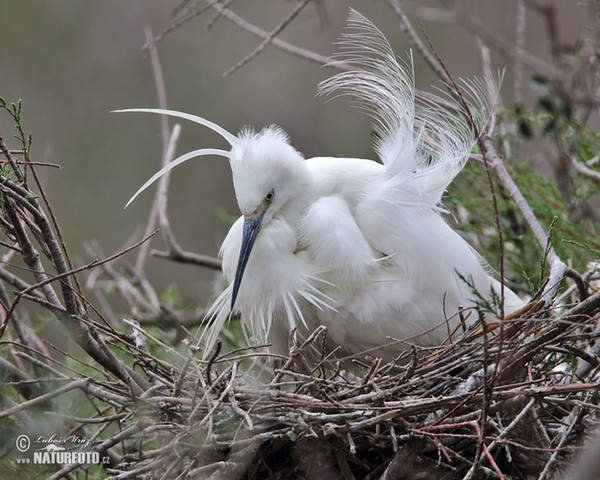 Seidenreiher (Egretta garzetta)