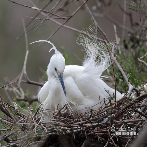 Seidenreiher (Egretta garzetta)