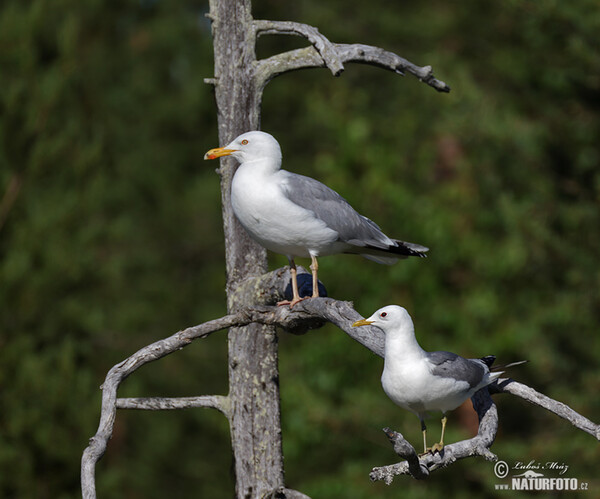 Silbermöve (Larus argentatus)