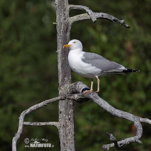 Silbermöve (Larus argentatus)