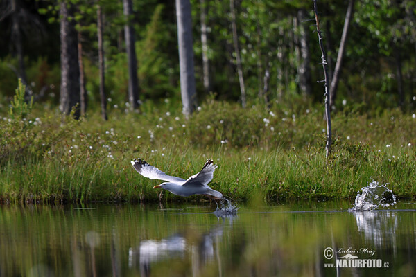 Silbermöve (Larus argentatus)