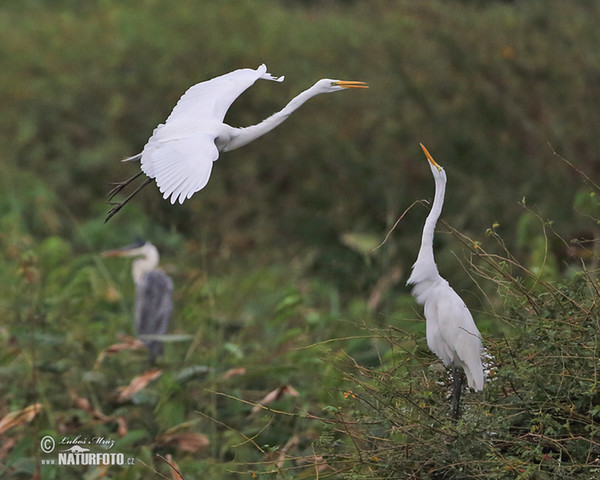 Silberreiher (Casmerodius albus)