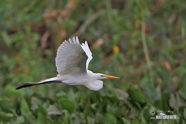 Silberreiher (Casmerodius albus)