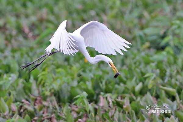 Silberreiher (Casmerodius albus)