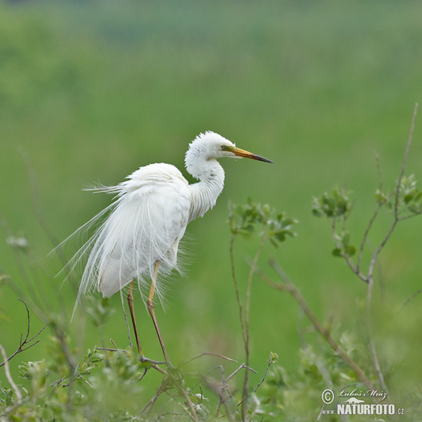 Silberreiher (Casmerodius albus)