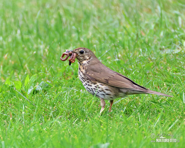 Singdrossel (Turdus philomelos)