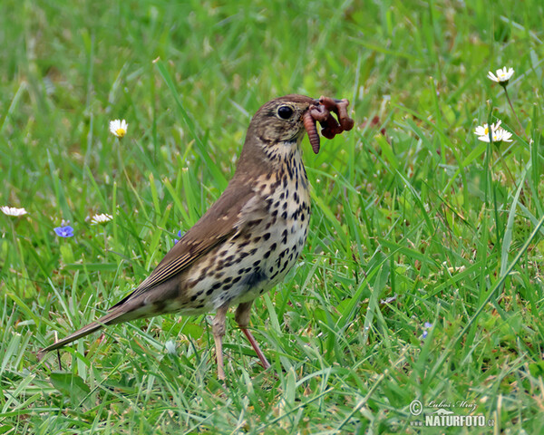 Singdrossel (Turdus philomelos)