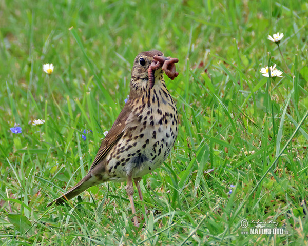 Singdrossel (Turdus philomelos)