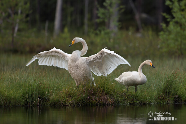 Singschwan (Cygnus cygnus)