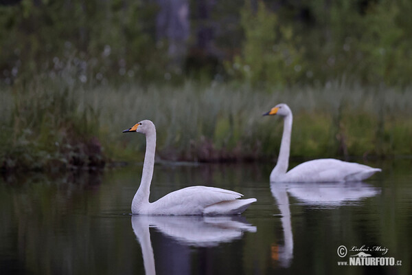 Singschwan (Cygnus cygnus)