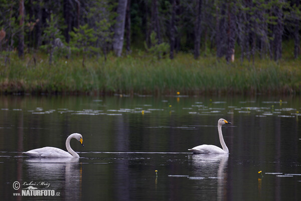 Singschwan (Cygnus cygnus)