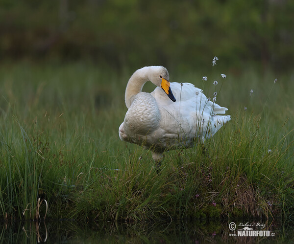 Singschwan (Cygnus cygnus)