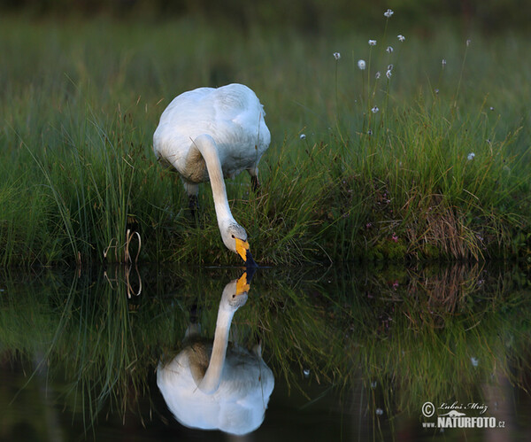 Singschwan (Cygnus cygnus)