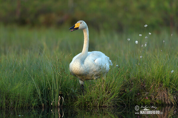 Singschwan (Cygnus cygnus)