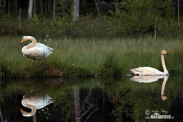 Singschwan (Cygnus cygnus)