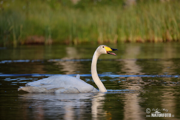 Singschwan (Cygnus cygnus)