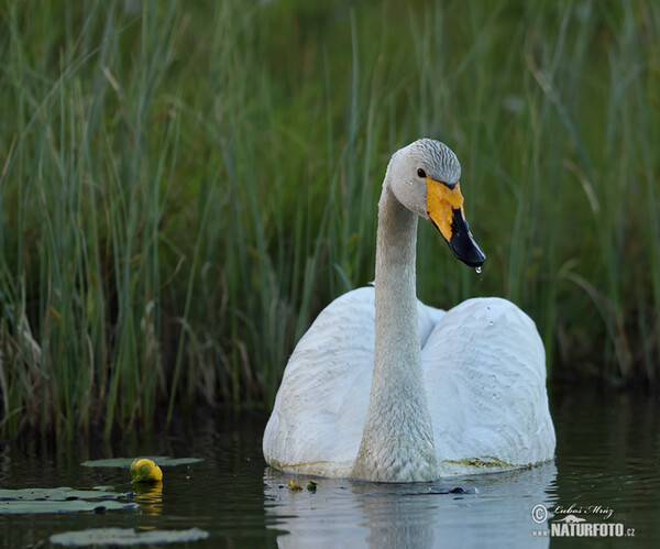 Singschwan (Cygnus cygnus)