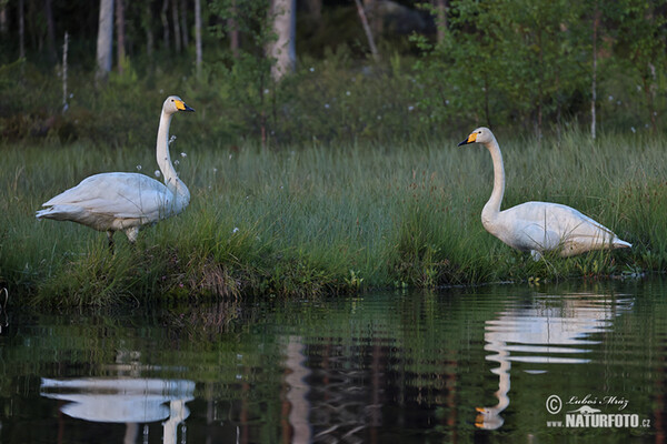 Singschwan (Cygnus cygnus)