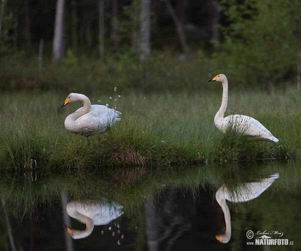 Singschwan (Cygnus cygnus)