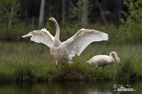 Singschwan (Cygnus cygnus)