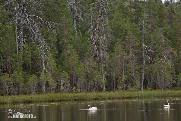 Singschwan (Cygnus cygnus)