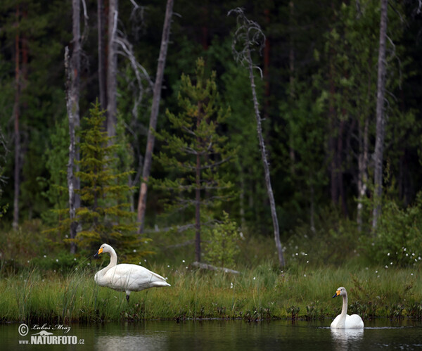 Singschwan (Cygnus cygnus)