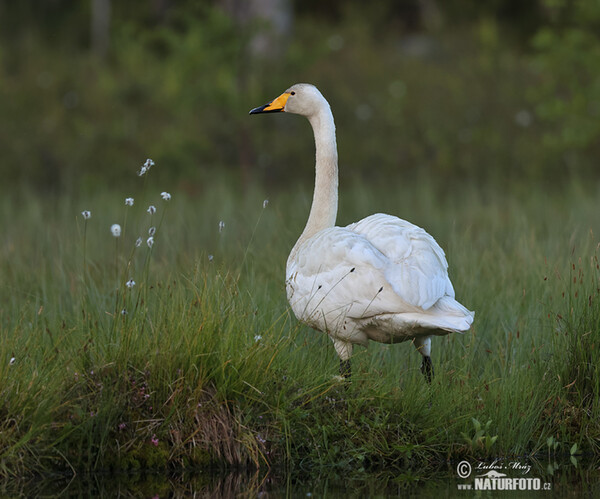 Singschwan (Cygnus cygnus)