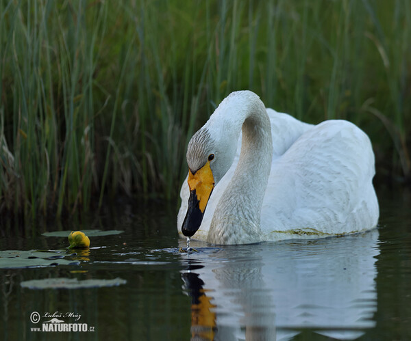 Singschwan (Cygnus cygnus)